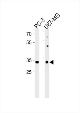 Western blot analysis in PC-3,U87-MG cell line lysates (35ug/lane).This demonstdetected the JUN protein (arrow).