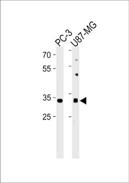 Western blot analysis in PC-3,U87-MG cell line lysates (35ug/lane).This demonstdetected the JUN protein (arrow).