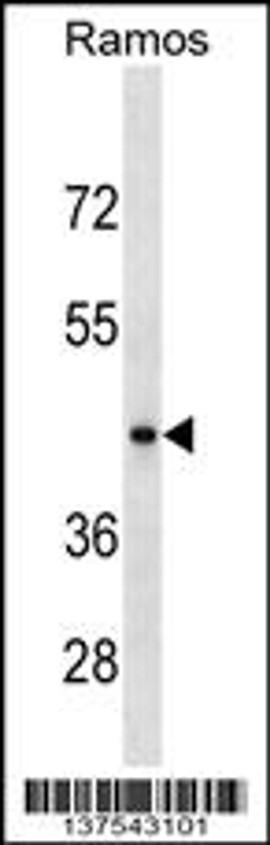 Western blot analysis in Ramos cell line lysates (35ug/lane).