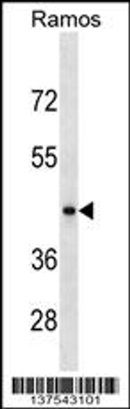 Western blot analysis in Ramos cell line lysates (35ug/lane).