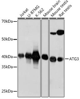 Western blot - ATG3 antibody (A19594)