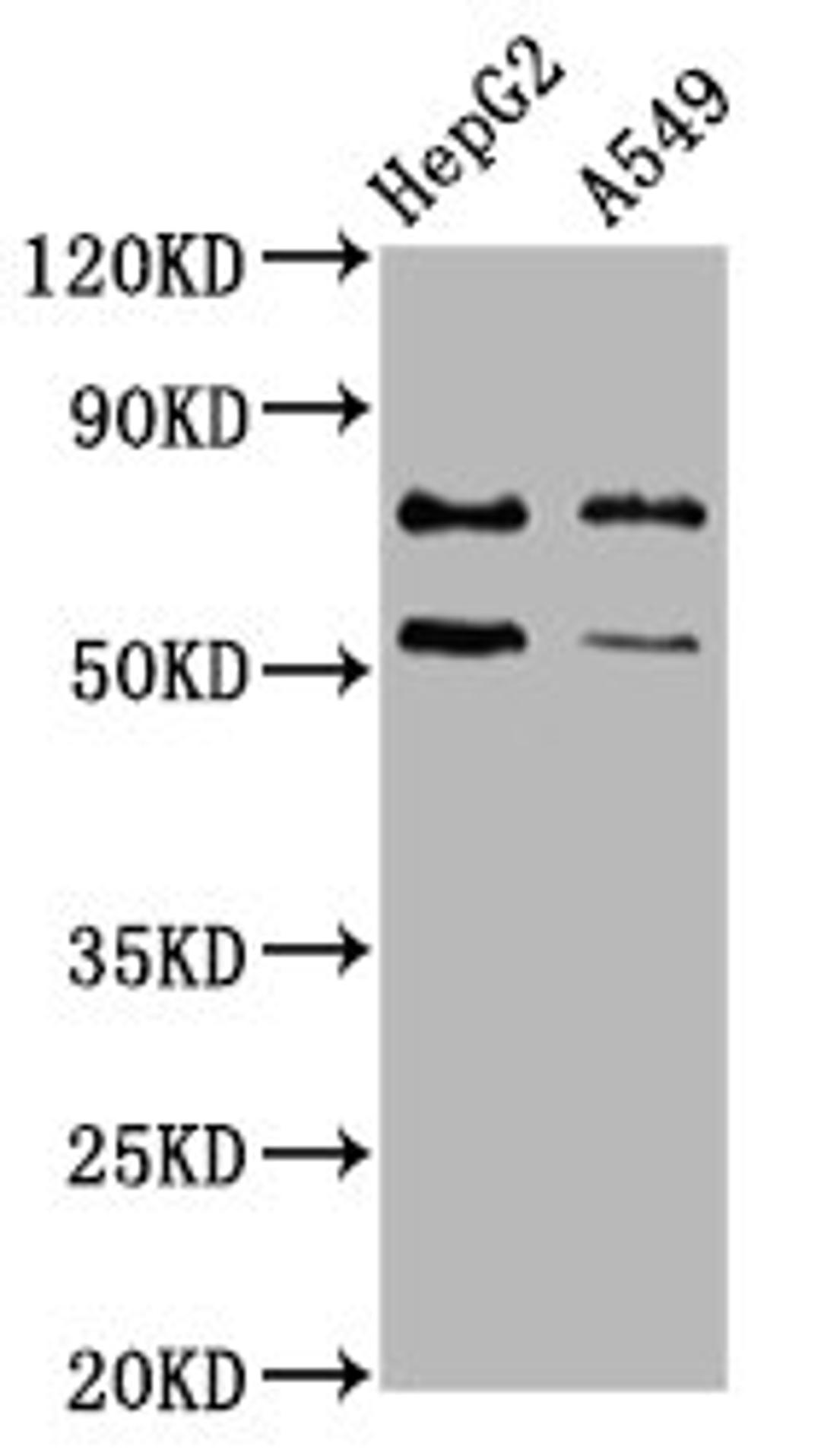 Western Blot. Positive WB detected in: HepG2 whole cell lysate, A549 whole cell lysate. All lanes: GCNA antibody at 4.3ug/ml. Secondary. Goat polyclonal to rabbit IgG at 1/50000 dilution. Predicted band size: 77 kDa. Observed band size: 77 kDa.