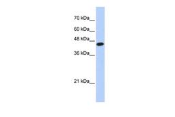 Antibody used in WB on Human HEK293T cells at 0.2-1 ug/ml.