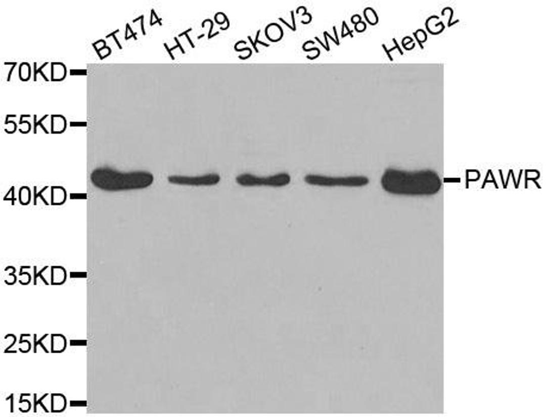 Western blot analysis of extracts of various cell lines using PAWR antibody