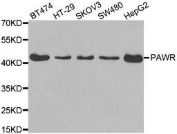 Western blot analysis of extracts of various cell lines using PAWR antibody