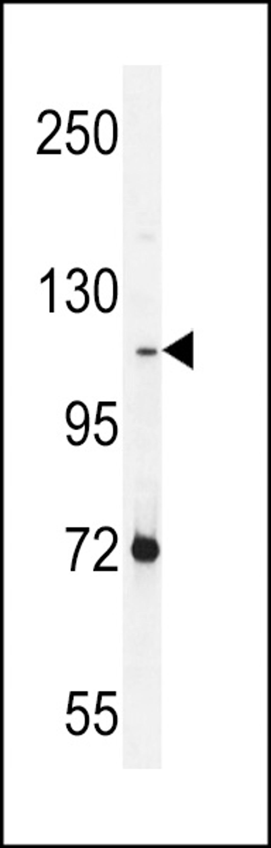 Western blot analysis in NCI-H460 cell line lysates (35ug/lane).