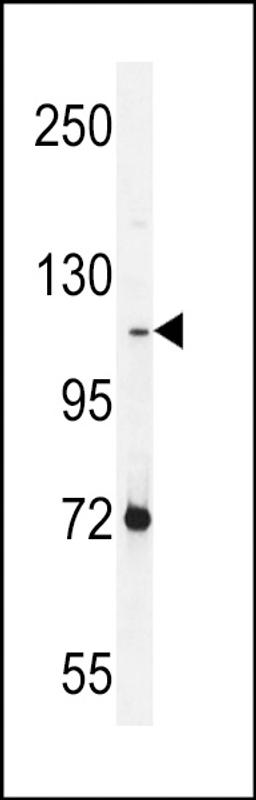 Western blot analysis in NCI-H460 cell line lysates (35ug/lane).