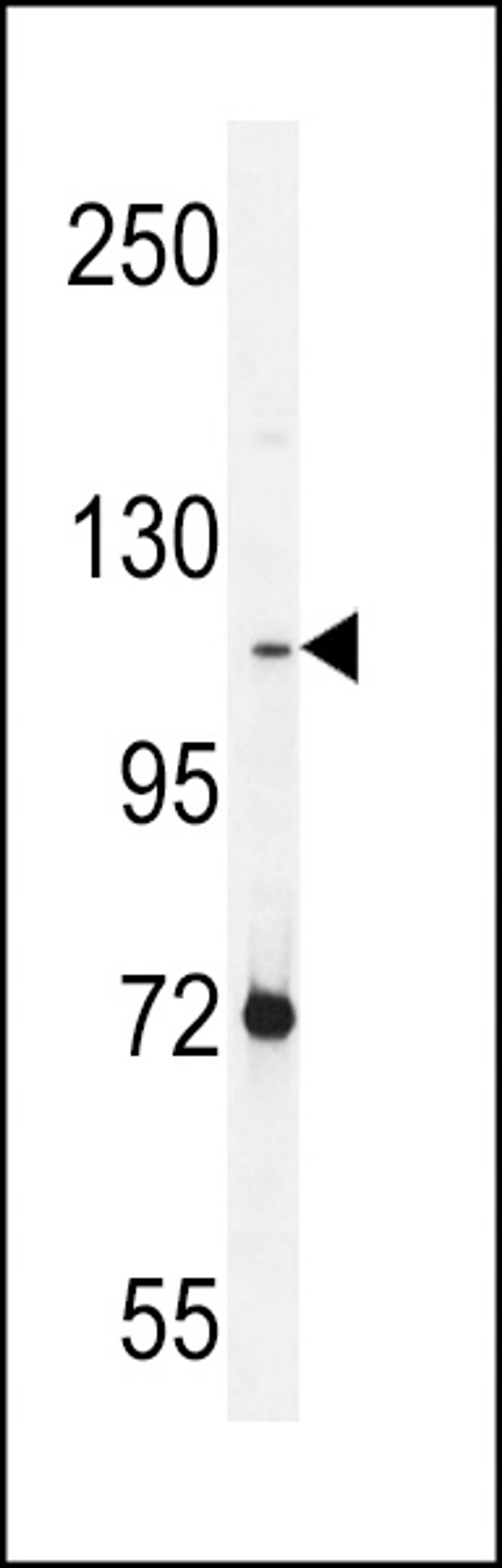 Western blot analysis in NCI-H460 cell line lysates (35ug/lane).