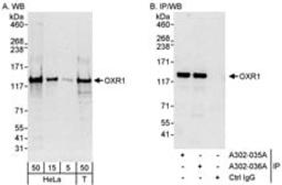 Detection of human OXR1 by western blot and immunoprecipitation.