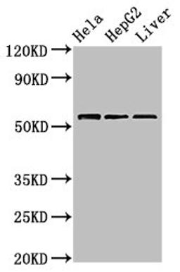 Western Blot. Positive WB detected in: Hela whole cell lysate, HepG2 whole cell lysate, Mouse liver tissue. All lanes: TOM1 antibody at 2.4µg/ml. Secondary. Goat polyclonal to rabbit IgG at 1/50000 dilution. Predicted band size: 54, 49, 51 kDa. Observed band size: 54 kDa