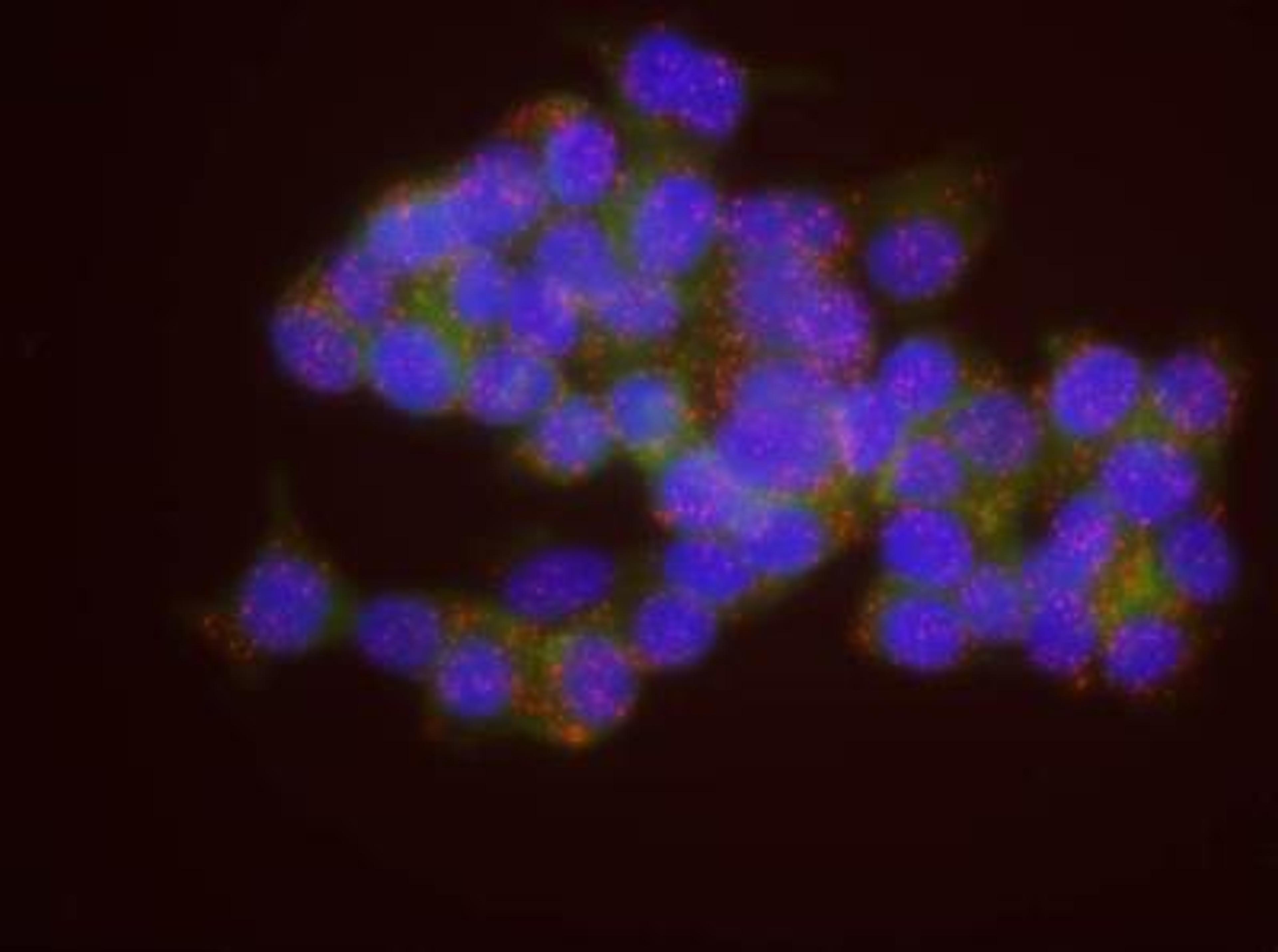 Proximity Ligation Assay: BARD1 Antibody [NB100-319] - Secondary-conjugate Duolink in Situ PLA in MCF-7 cells, goat anti-human POLR2A (NBP2-14859) and rabbit anti-human BARD1 (NB100-319). Image merged from DAPI (2ms), FITC/Green (25ms) and TRITC/Orange (250ms) exposures, 40X magnification.