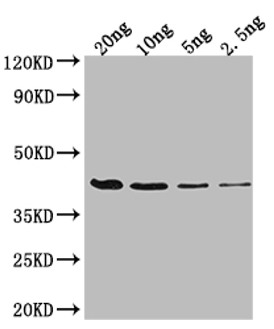 Western Blot. Positive WB detected in Recombinant protein. All lanes: FIS antibody at 1:2000. Secondary. Goat polyclonal to rabbit IgG at 1/50000 dilution. Predicted band size: 37.9 kDa. Observed band size: 38 kDa. 