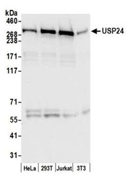 Detection of human and mouse USP24 by western blot.