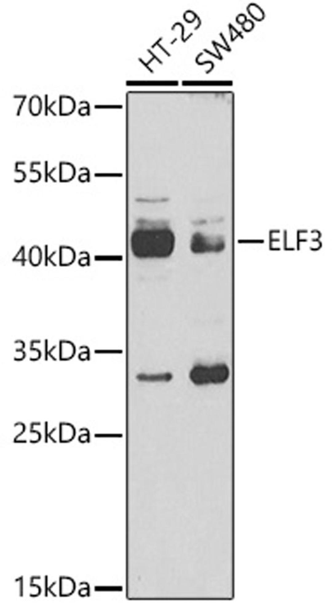 Western blot - ELF3 antibody (A13489)