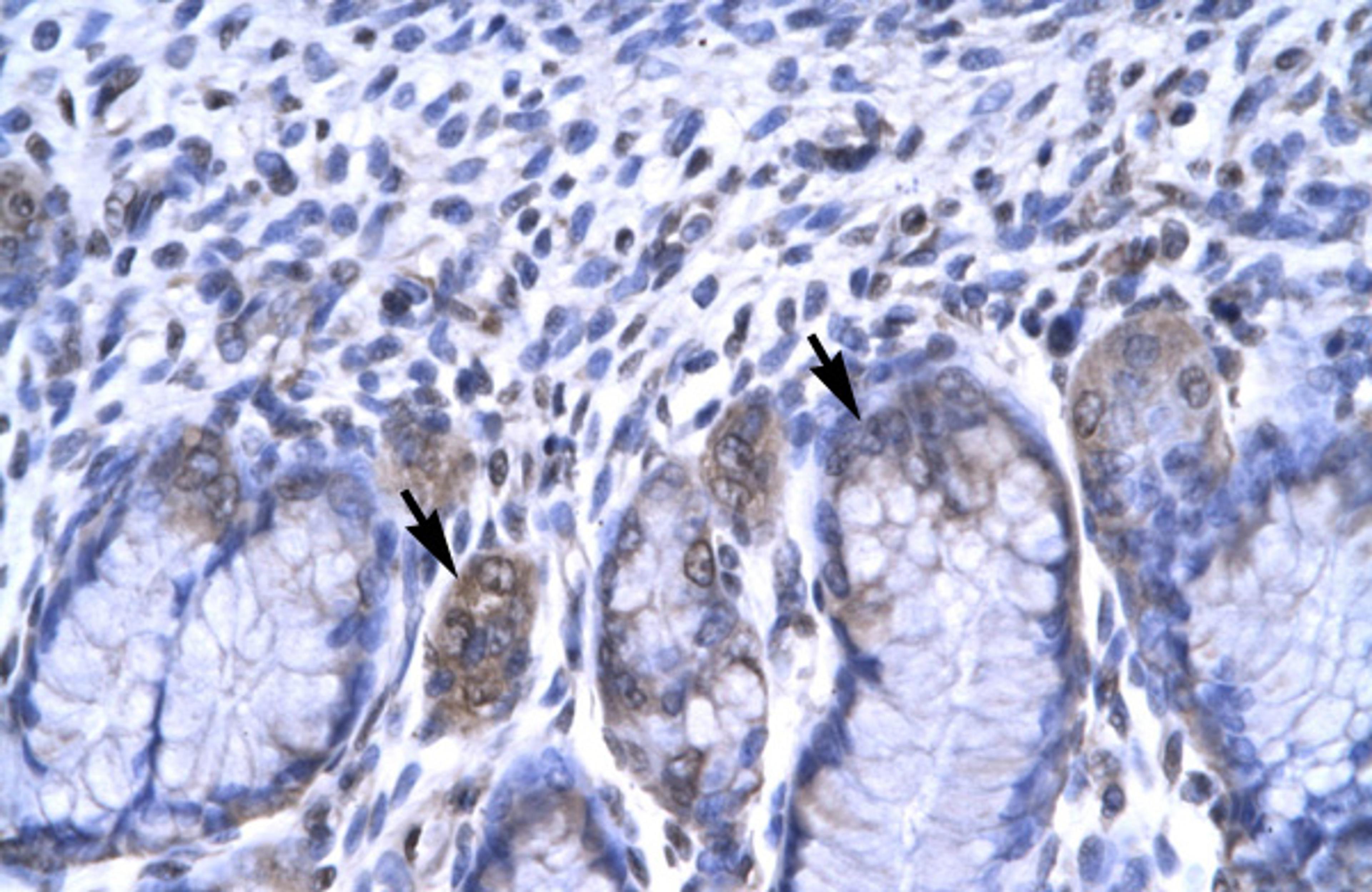 Antibody used in IHC on Human Stomach.