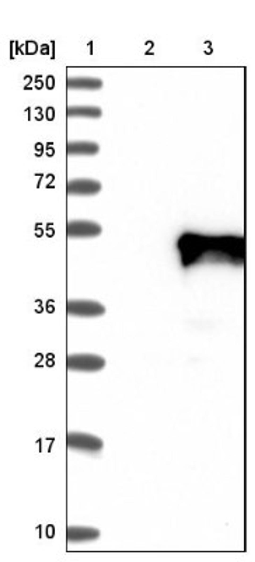 Western Blot: ACTL7B Antibody [NBP1-86972] - Lane 1: Marker [kDa] 250, 130, 95, 72, 55, 36, 28, 17, 10<br/>Lane 2: Negative control (vector only transfected HEK293T lysate)<br/>Lane 3: Over-expression lysate (Co-expressed with a C-terminal myc-DDK tag (~3.1 kDa) in mammalian HEK293T cells, LY416488)