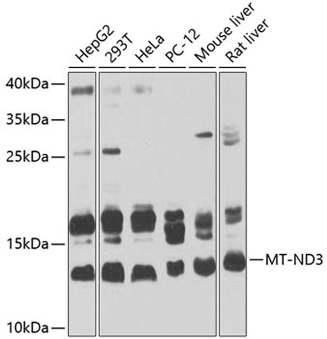 Western blot - MT-ND3 Antibody (A9940)