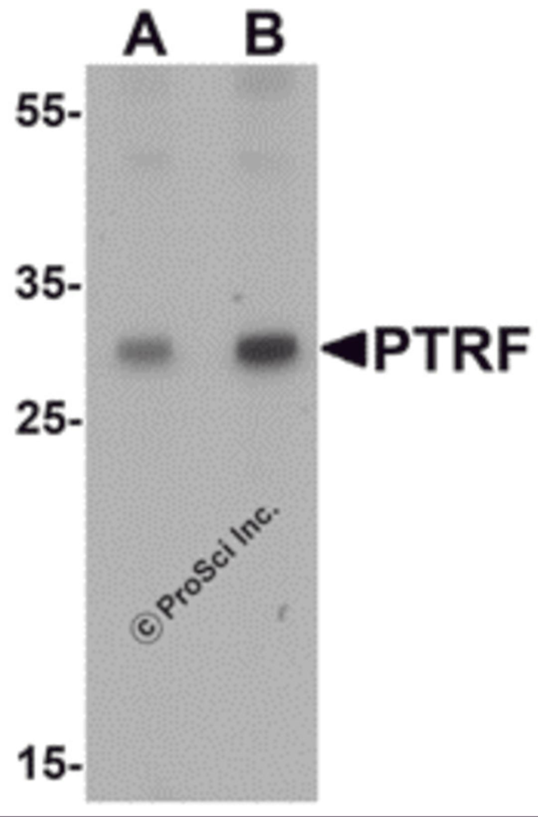 Western blot analysis of SDPR in HeLa cell lysate with SDPR antibody at (A) 1 and (B) 2 &#956;g/mL