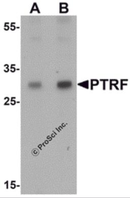 Western blot analysis of SDPR in HeLa cell lysate with SDPR antibody at (A) 1 and (B) 2 &#956;g/mL