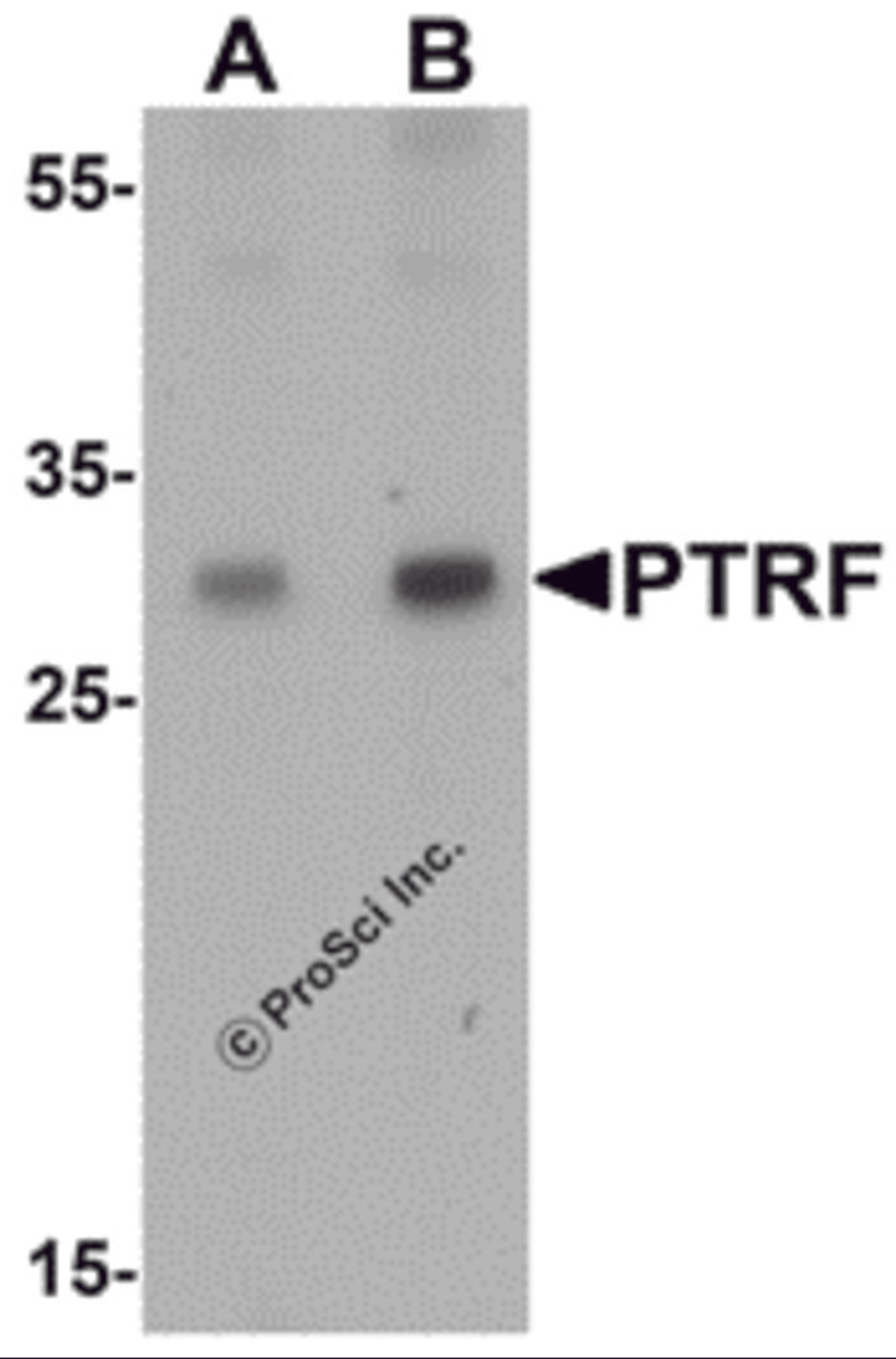 Western blot analysis of SDPR in HeLa cell lysate with SDPR antibody at (A) 1 and (B) 2 &#956;g/mL