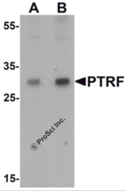 Western blot analysis of SDPR in HeLa cell lysate with SDPR antibody at (A) 1 and (B) 2 μg/mL