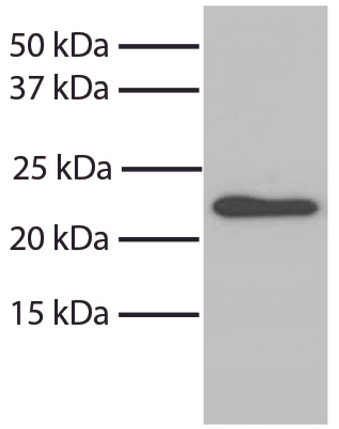 Total cell lysates from NIH/3T3 cells were resolved by electrophoresis, transferred to PVDF membrane, and probed with Mouse Anti-Bax-UNLB (Cat. No. 99-623). Proteins were visualized using Goat Anti-Mouse IgG, Human ads-HRP secondary antibody and chemilumi