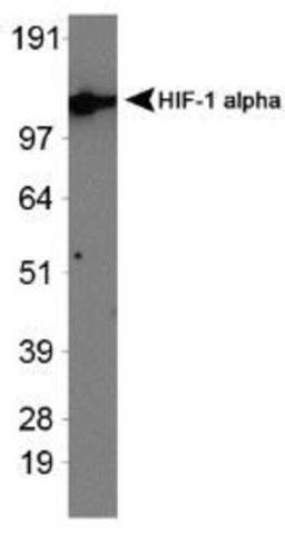 Western Blot: HIF-1 alpha [exon 13] Antibody [NBP1-47181] - Western blot on human recombinant HIF-1 alpha protein.