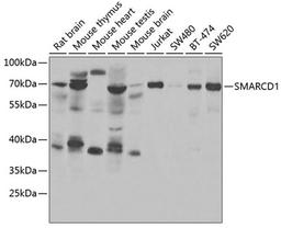 Western blot - SMARCD1 antibody (A6310)