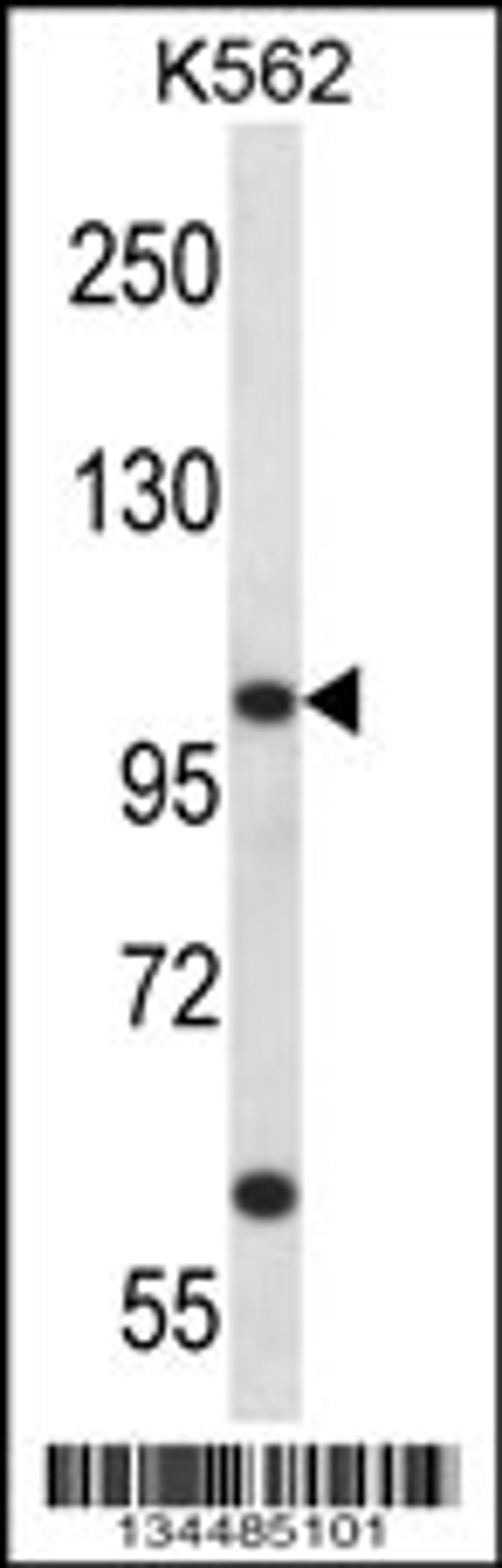 Western blot analysis in K562 cell line lysates (35ug/lane).