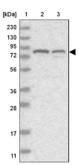 Western Blot: RINT1 Antibody [NBP1-82312] - Lane 1: Marker [kDa] 230, 130, 95, 72, 56, 36, 28, 17, 11<br/>Lane 2: Human cell line RT-4<br/>Lane 3: Human cell line U-251MG sp