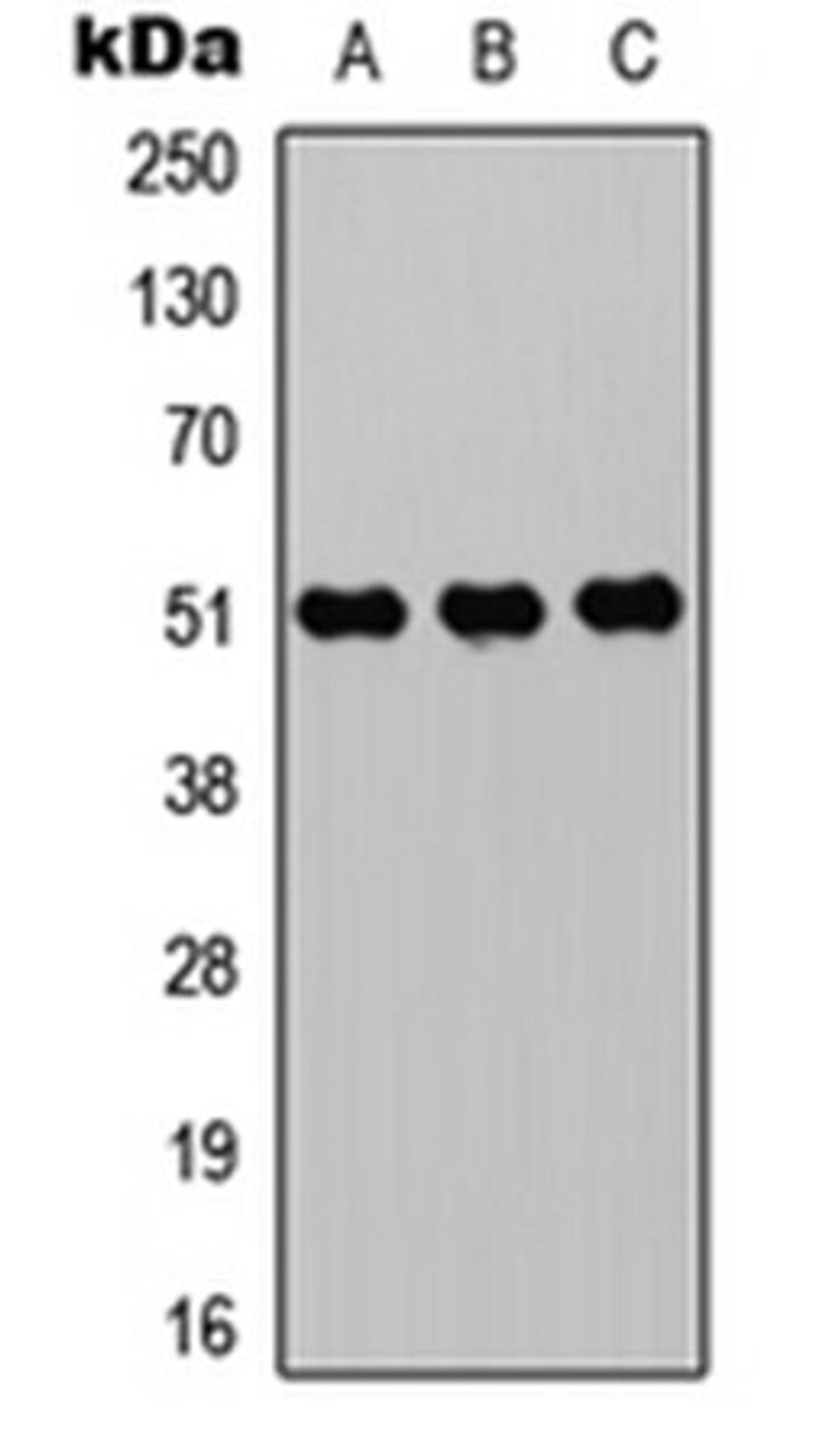 Western blot analysis of HEK293T (Lane 1), Raw264.7 (Lane 2), H9C2 (Lane 3) whole cell lysates using ZIC1/2/3/4/5 antibody