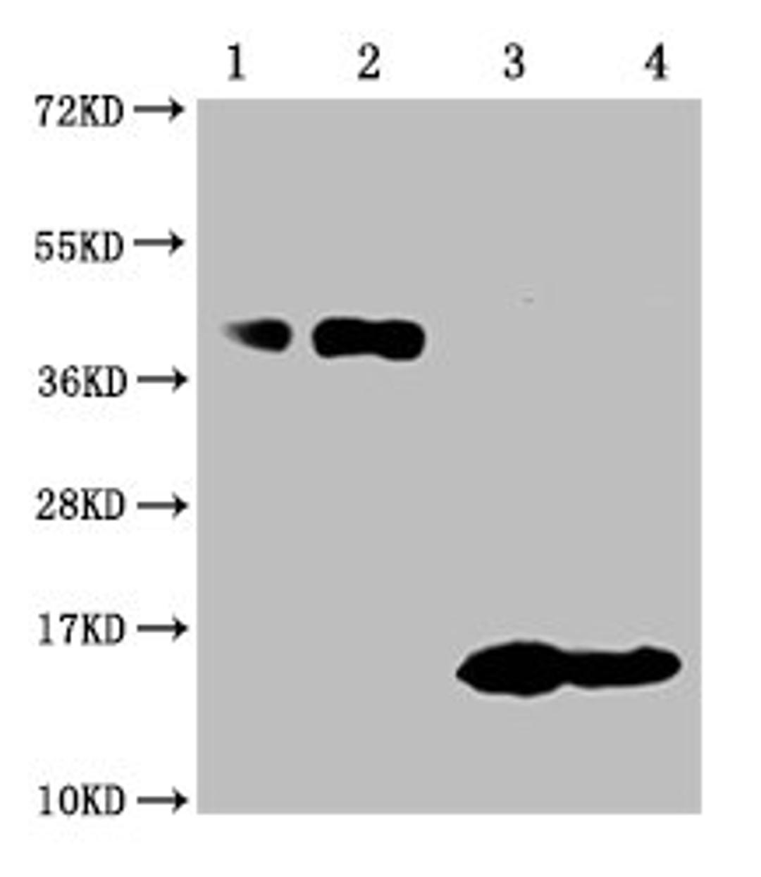 Western Blot. Positive WB detected in: 1-2 lanes: 293F whole cell lysate transfected with BCMA; 3-4 lane: Recombinant proteins with BCMA . All lanes: TNFRSF17 antibody at 1:1000. Secondary. Goat polyclonal to mouse IgG at 1/50000 dilution. Predicted band size: 40, 15 KDa. Observed band size: 40, 15 KDa. Exposure time:10min