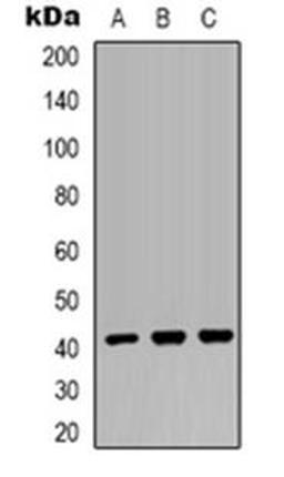 Western blot analysis of MRPS22 expression in HEK293T (Lane 1), mouse brain (Lane 2), COS7 (Lane 3) whole cell lysates using MRPS22 antibody