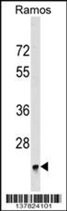 Western blot analysis in Ramos cell line lysates (35ug/lane).