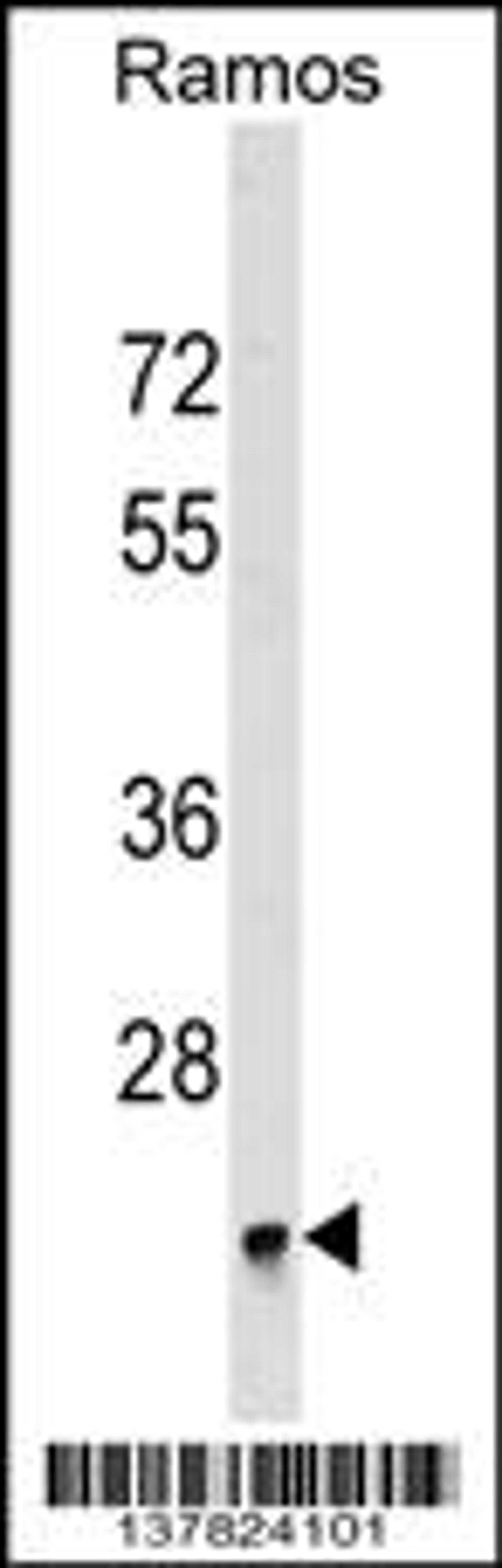 Western blot analysis in Ramos cell line lysates (35ug/lane).