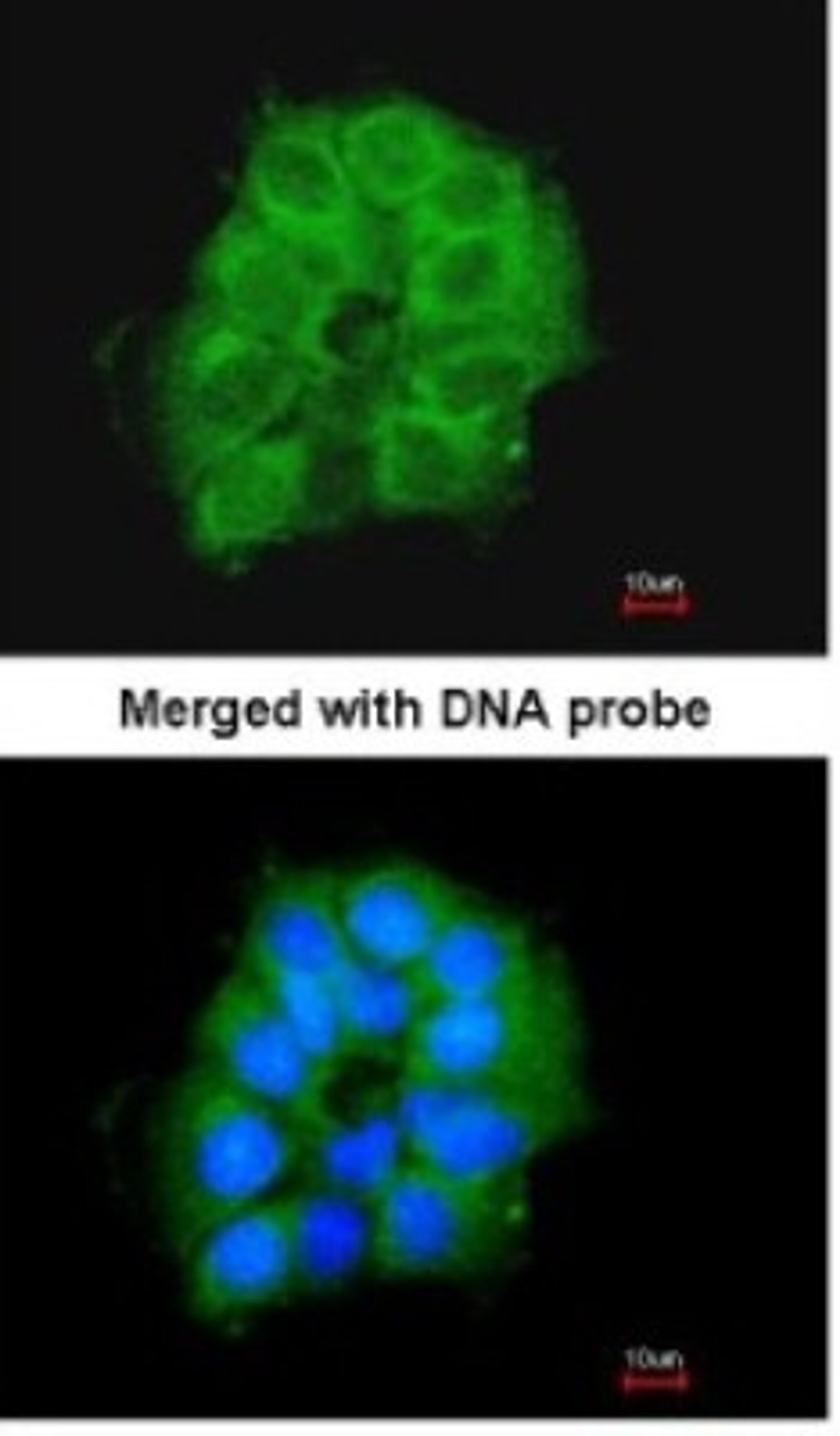 Immunocytochemistry/Immunofluorescence: COX7B2 Antibody [NBP1-33386] - Paraformaldehyde-fixed A431, using antibody at 1:200 dilution.