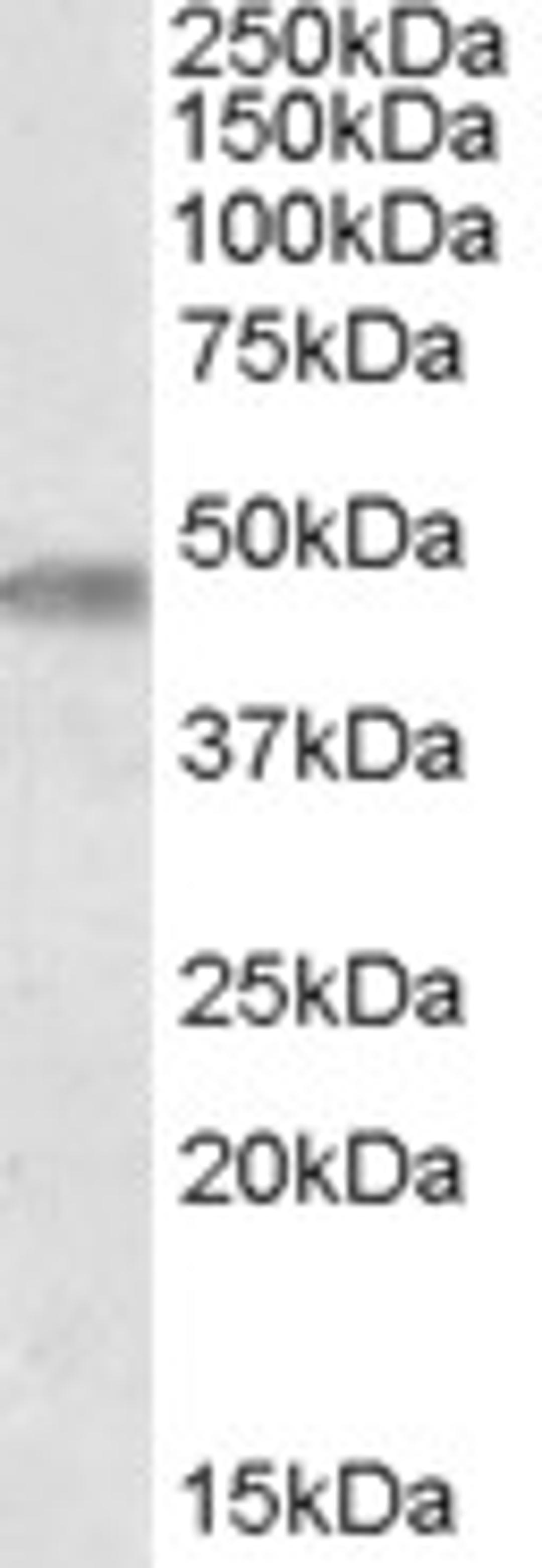 46-719 (0.3ug/ml) staining of Human Brain (Cerebellum) lysate (35ug protein in RIPA buffer). Primary incubation was 1 hour. Detected by chemiluminescence.