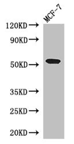 Western Blot. Positive WB detected in: MCF-7 whole cell lysate. All lanes: PSEN1 antibody at 3ug/ml. Secondary. Goat polyclonal to rabbit IgG at 1/50000 dilution. Predicted band size: 53, 43, 22, 47, 49 kDa. Observed band size: 53 kDa. 
