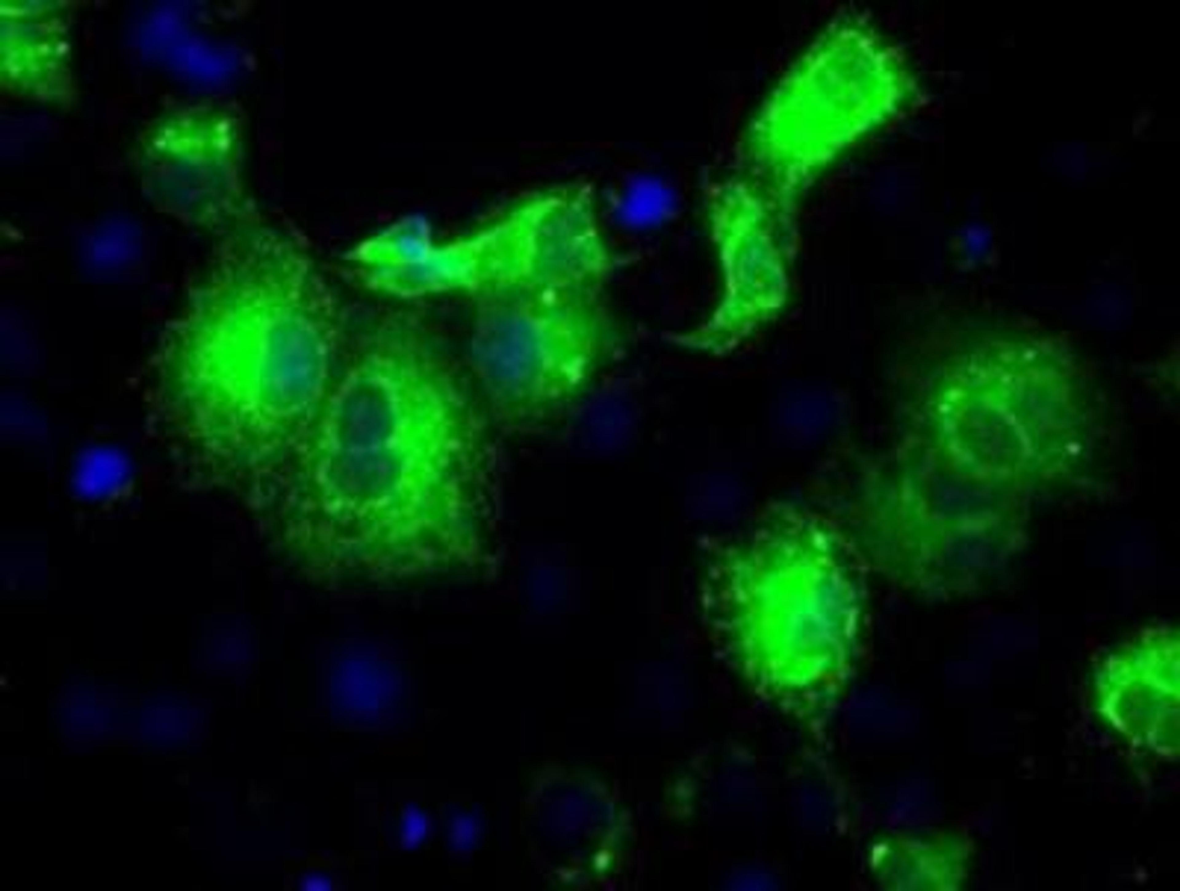 Immunocytochemistry/Immunofluorescence: Peroxiredoxin 4 Antibody (9A3) [NBP2-02117] - Staining of COS7 cells transiently transfected by pCMV6-ENTRY Peroxiredoxin-4.