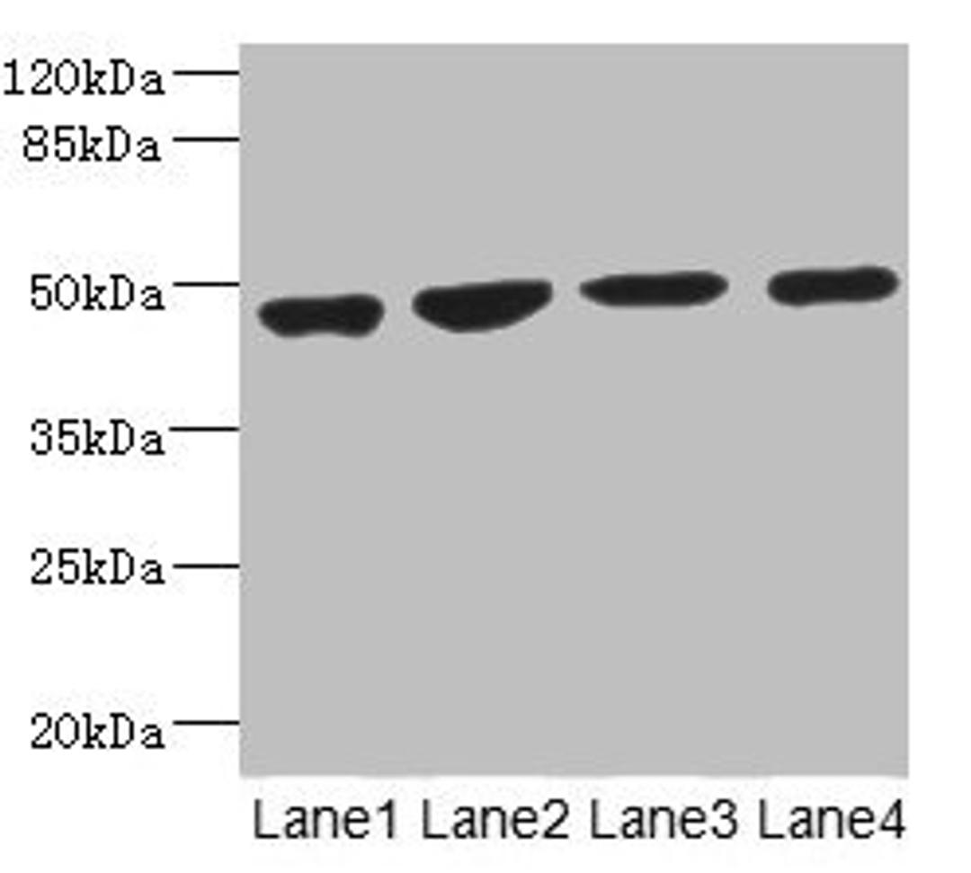 Western blot. All lanes: MTERF3 antibody at 3.94µg/ml. Lane 1: U251 whole cell lysate. Lane 2: 293T whole cell lysate. Lane 3: Hela whole cell lysate. Lane 4: K562 whole cell lysate. Secondary. Goat polyclonal to rabbit IgG at 1/10000 dilution. Predicted band size: 48, 38, 35 kDa. Observed band size: 48 kDa