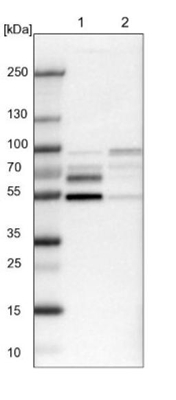 Western Blot: NFIB Antibody [NBP1-81000] - Lane 1: NIH-3T3 cell lysate (Mouse embryonic fibroblast cells)<br/>Lane 2: NBT-II cell lysate (Rat Wistar bladder tumour cells)