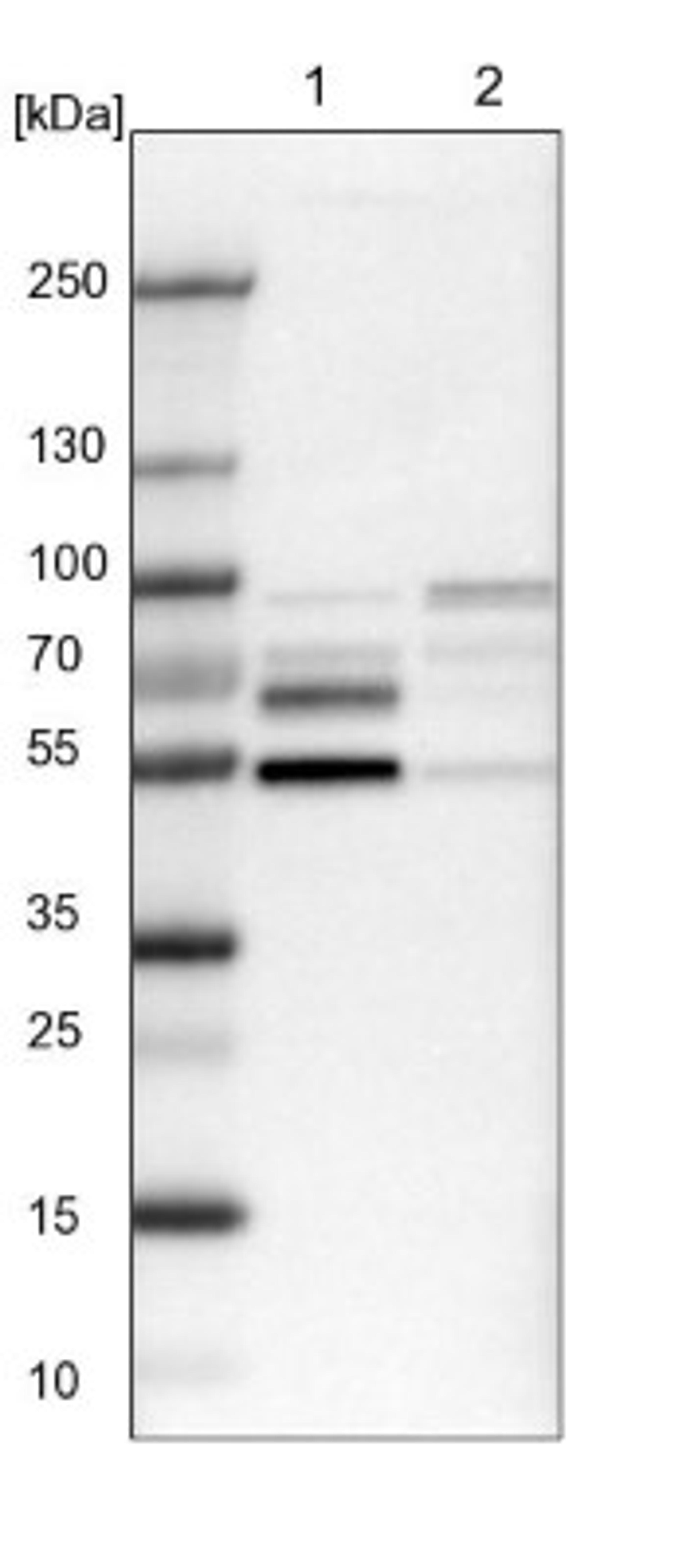 Western Blot: NFIB Antibody [NBP1-81000] - Lane 1: NIH-3T3 cell lysate (Mouse embryonic fibroblast cells)<br/>Lane 2: NBT-II cell lysate (Rat Wistar bladder tumour cells)