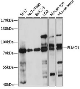 Western blot - ELMO1 antibody (A14830)