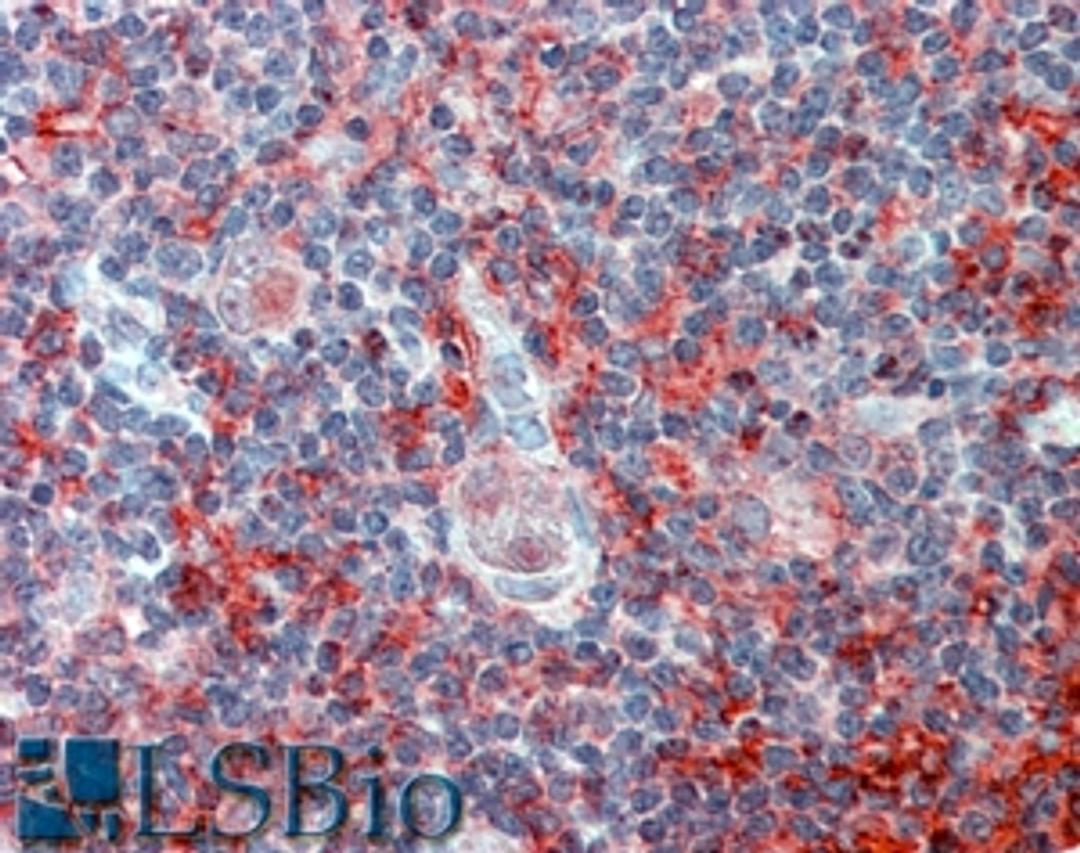 46-637 (2.5ug/ml) staining of paraffin embedded Human Thymus. Steamed antigen retrieval with citrate buffer pH 6, AP-staining.