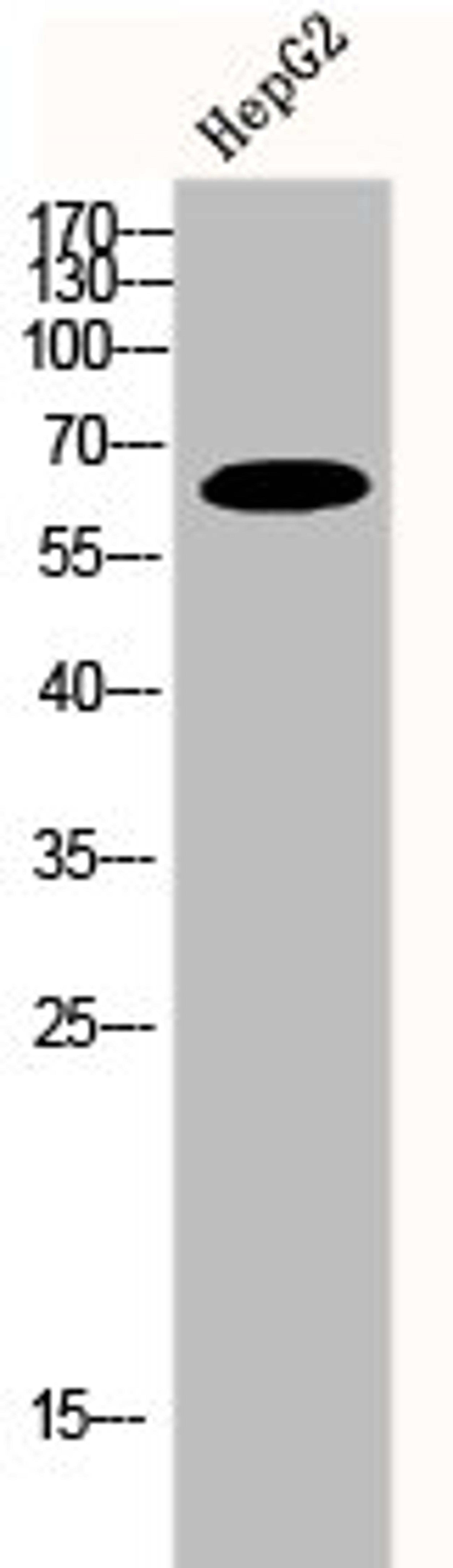 Western Blot analysis of HepG2 cells using FRS2 Polyclonal Antibody