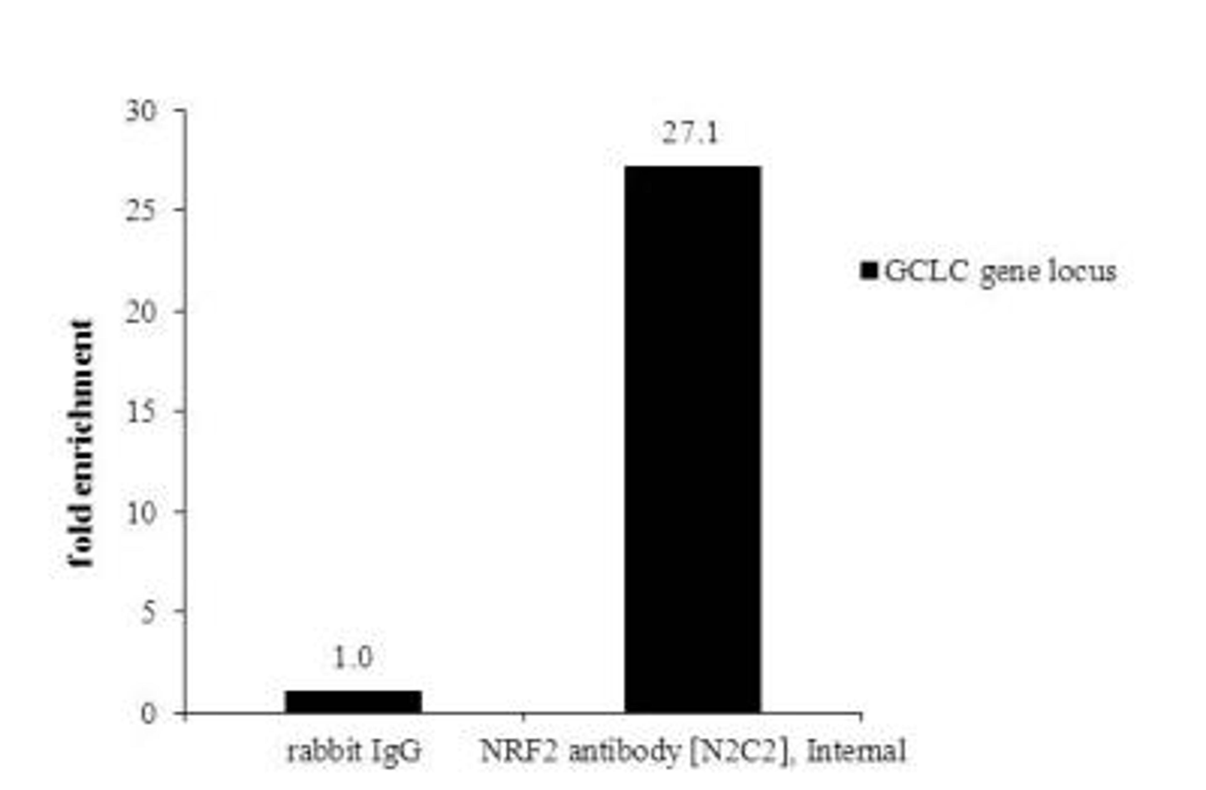 Chromatin Immunoprecipitation (ChIP): Nrf2 Antibody [NBP1-32822] - ChIP was performed with HepG2 chromatin extract and 5 ug of either normal rabbit IgG or anti-NRF2 antibody. The precipitated DNA was detected by PCR with primer set targeting to GCLC gene locus.