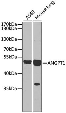 Western blot - ANGPT1 antibody (A7877)