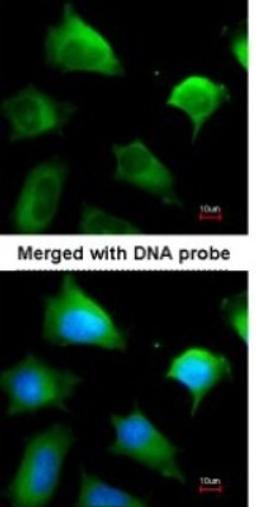 Immunocytochemistry/Immunofluorescence: Glutathione S-transferase Mu 5 Antibody [NBP1-32682] - Paraformaldehyde-fixed HeLa, using antibody at 1:200 dilution.