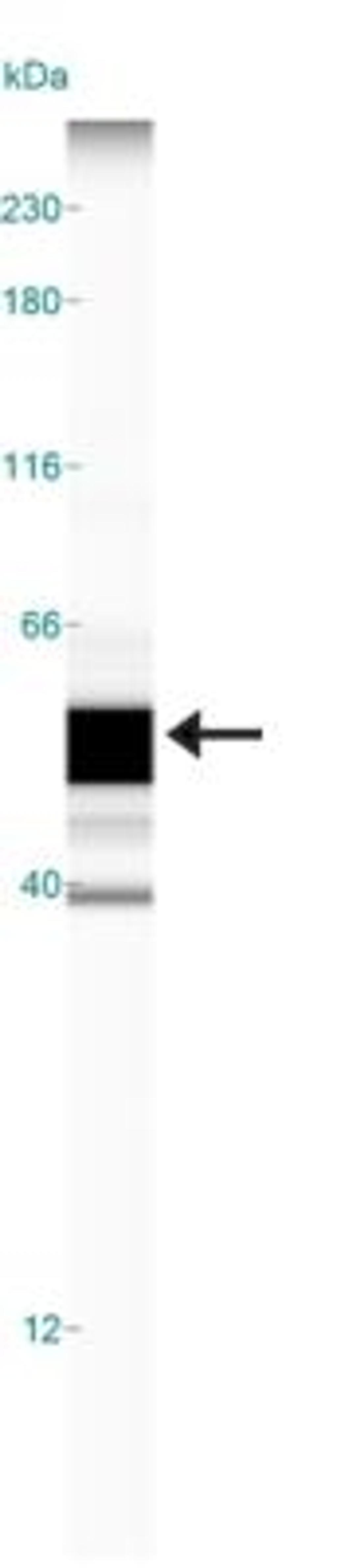 Simple Western: CCR10/GPR2 Antibody [NB100-56319] - Simple Western lane view shows a specific band for CCR10 in 0.5 mg/ml of MCF-7 lysate.  This experiment was performed under reducing conditions using the 12-230 kDa separation system.