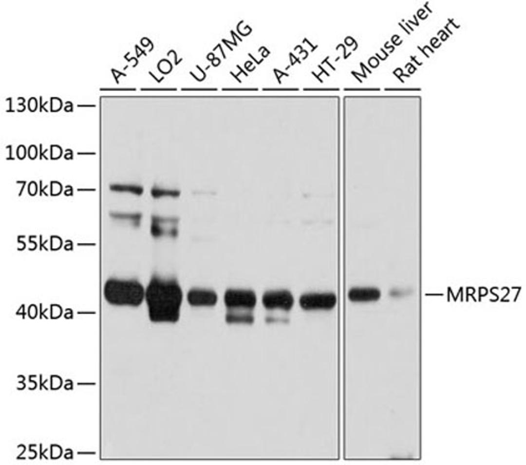 Western blot - MRPS27 antibody (A11667)